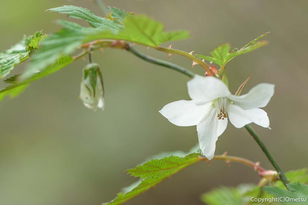 青梅市・友田の雑木林の、モミジイチゴ