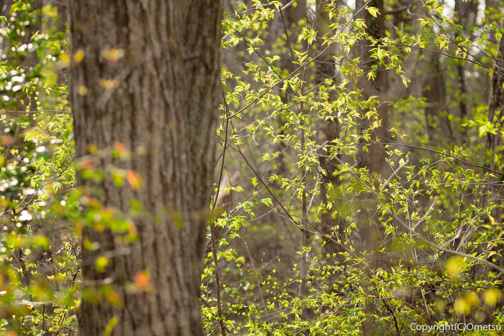 青梅市・友田の雑木林の、新緑