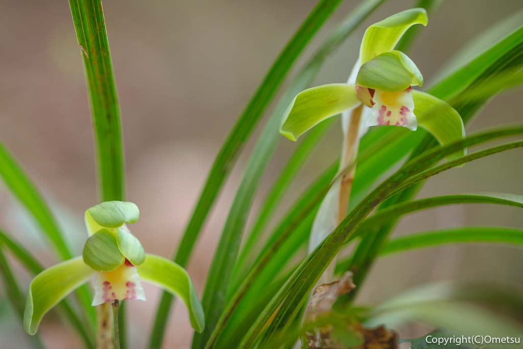 青梅市・友田の、シュンラン