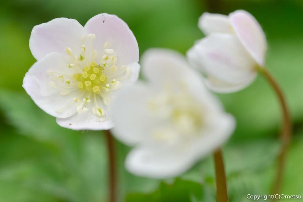 青梅市・釜の淵公園の、ニリンソウ