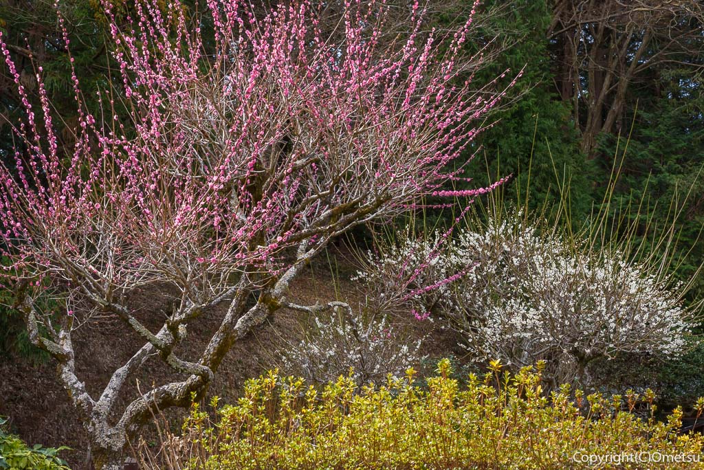 青梅市・根ヶ布の梅
