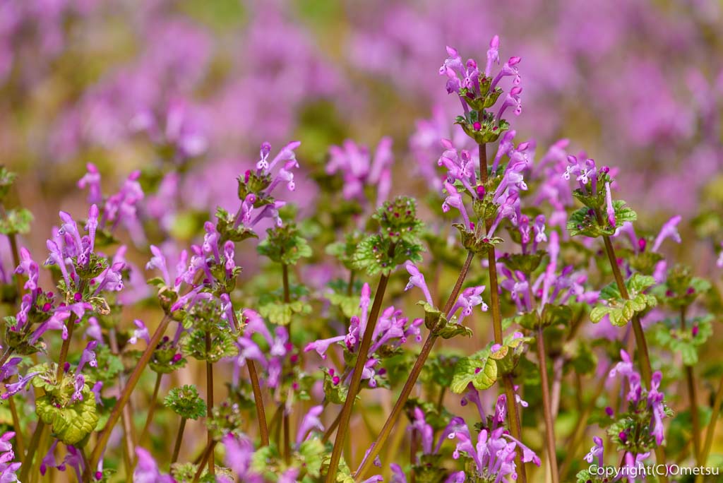 青梅市・青梅の森・ムササビ広場 付近の、ホトケノザ
