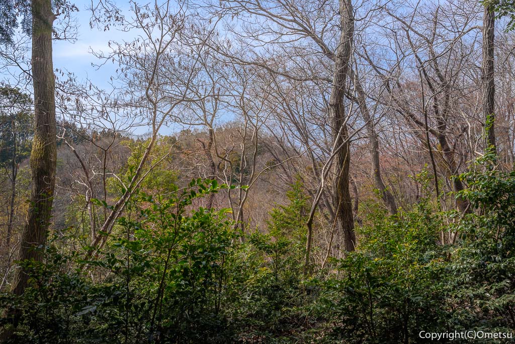 青梅市・青梅の森・雑木林
