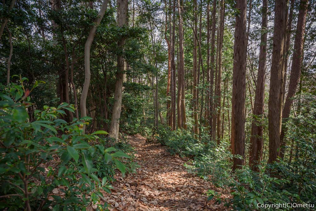 青梅市・青梅の森・雑木林の道