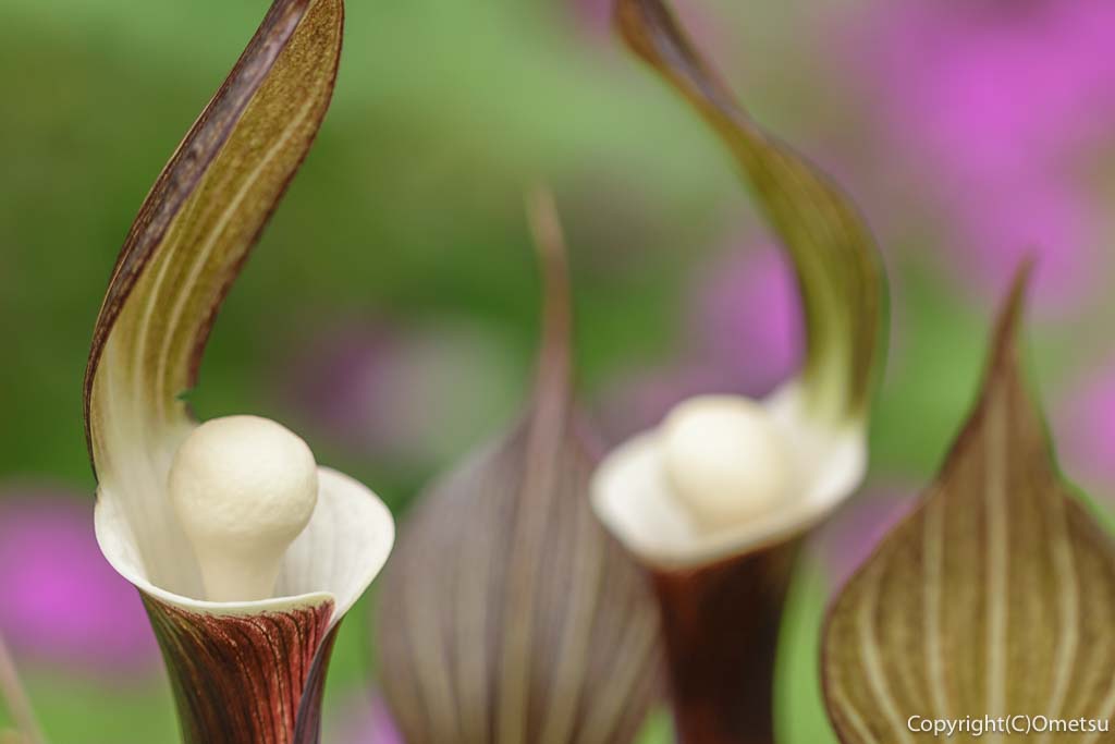 東京都・瑞穂町の、耕心館の、ユキモチソウ