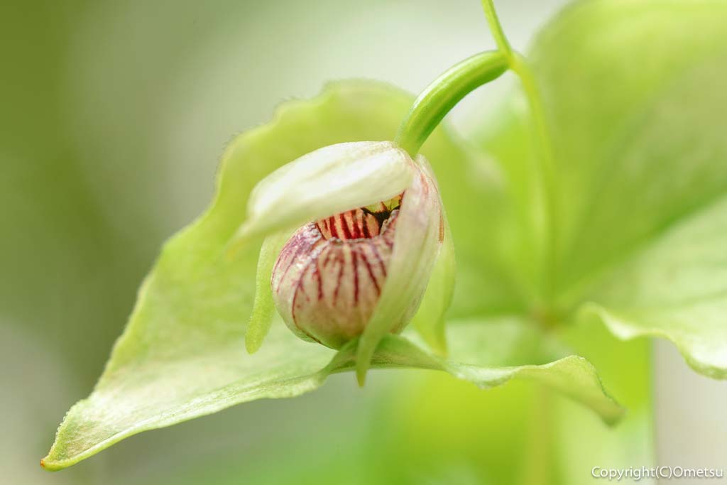 東京都・瑞穂町の、耕心館の、コクマガイソウ