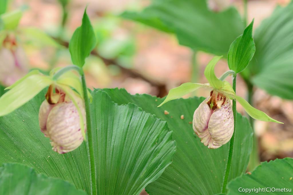 東京都・瑞穂町の、耕心館の、クマガイソウ