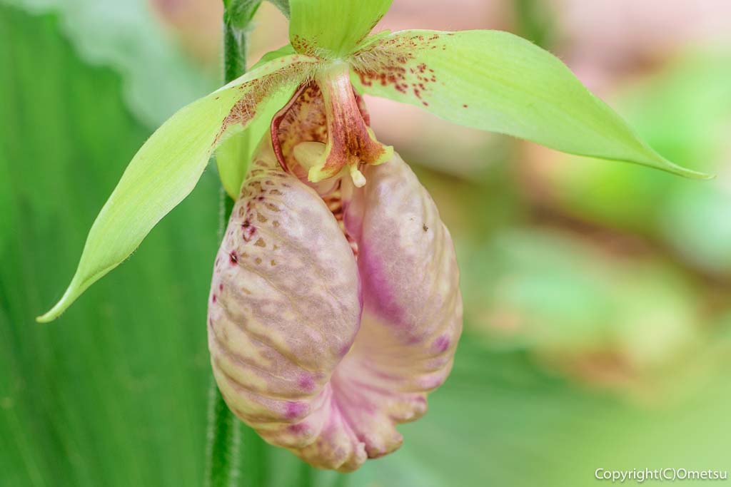 東京都・瑞穂町の、耕心館の、クマガイソウ