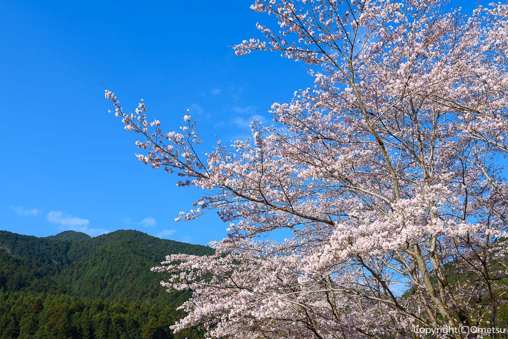 埼玉県・飯能市・名栗の、桜