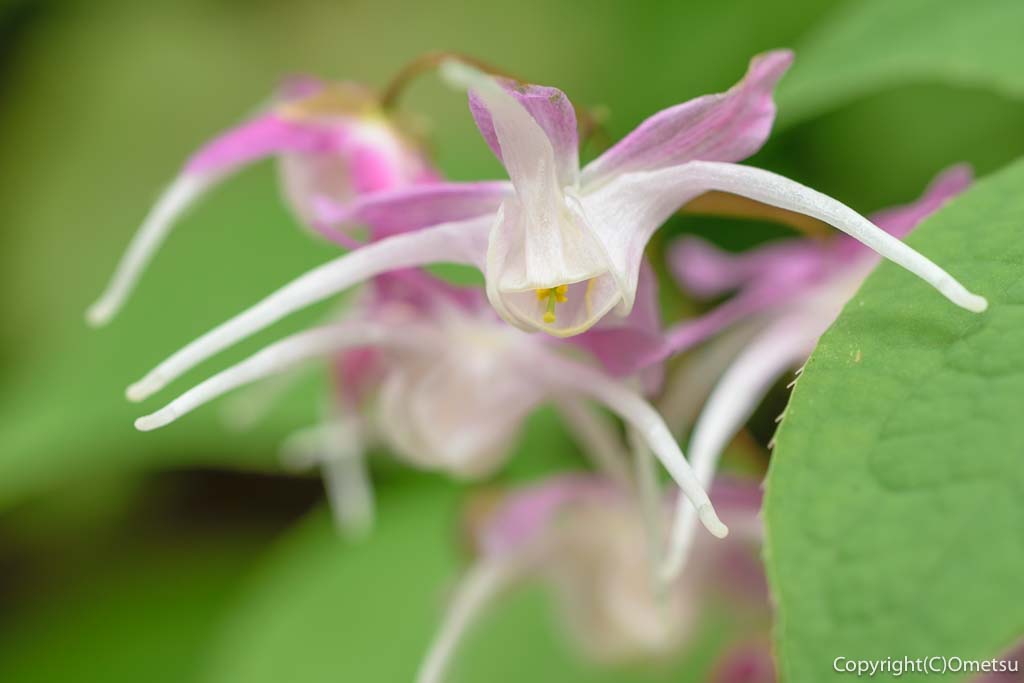 東京都・瑞穂町の、耕心館の、イカリソウ