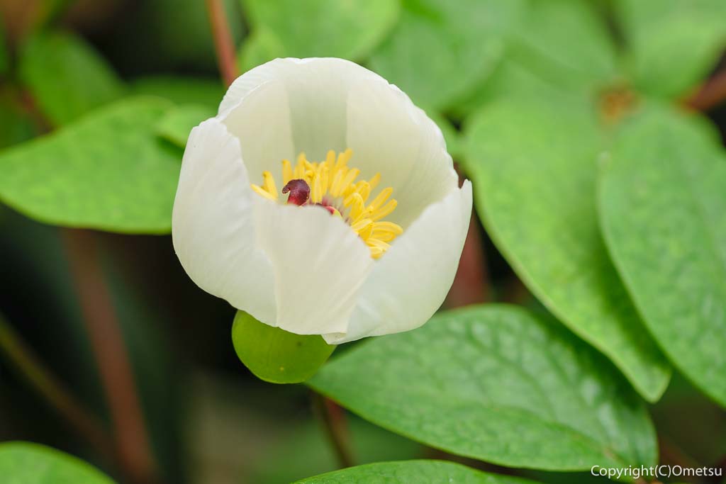 東京都・瑞穂町の、耕心館の、ヤマシャクヤク