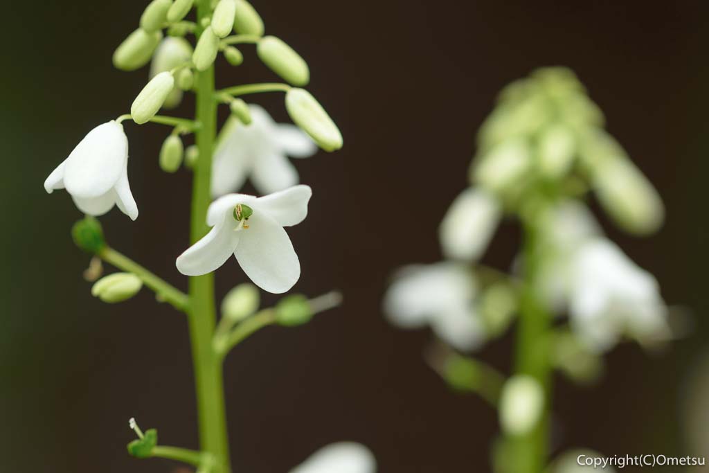 東京都・瑞穂町の、耕心館の、オサバグサ