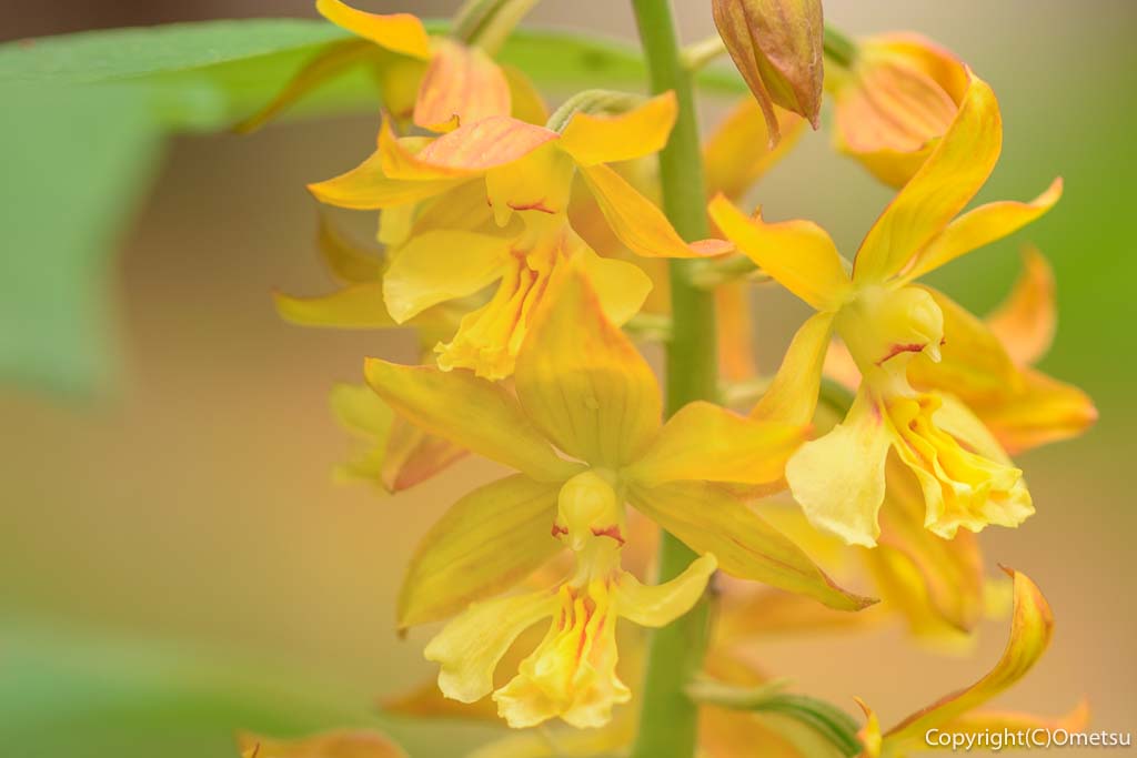 東京都・瑞穂町の、耕心館の、キエビネ