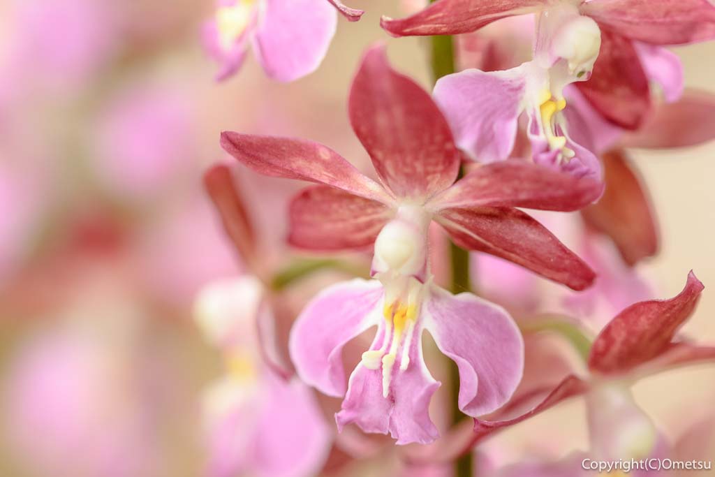 東京都・瑞穂町の、耕心館の、エビネ