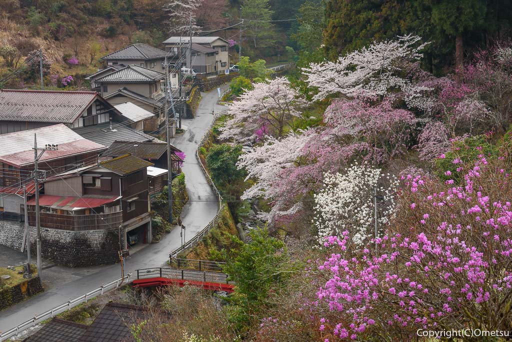 東京都・青梅市・上成木の、集落の桜と家並み