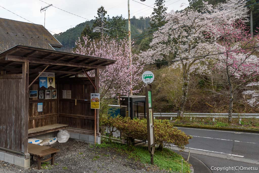 東京都・青梅市の、都営バス・上成木バス停と、桜