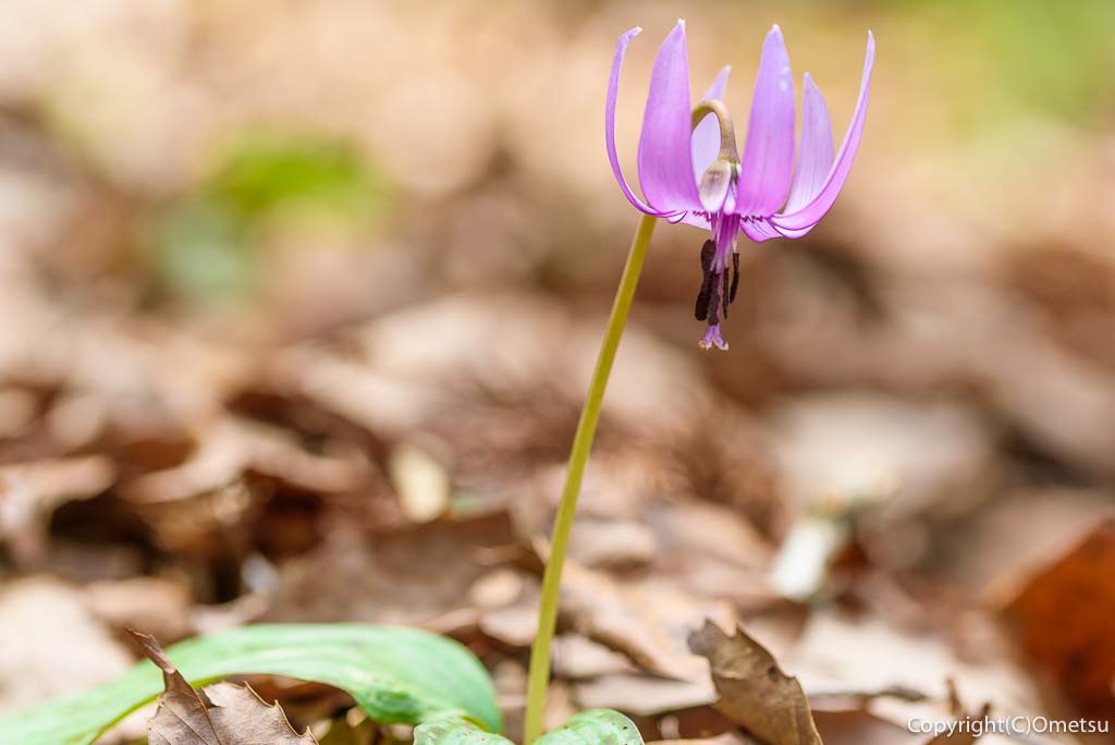 青梅市・成木の、内沼きのこ園の、カタクリ