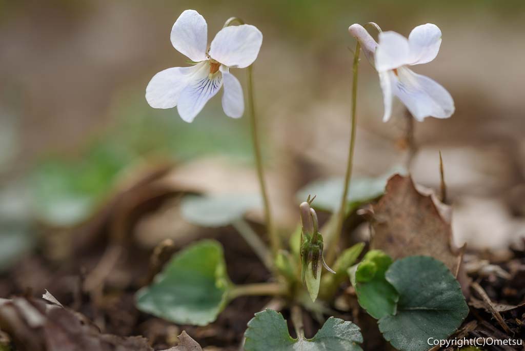 青梅市・成木の、内沼きのこ園の、シロバナタチツボスミレ