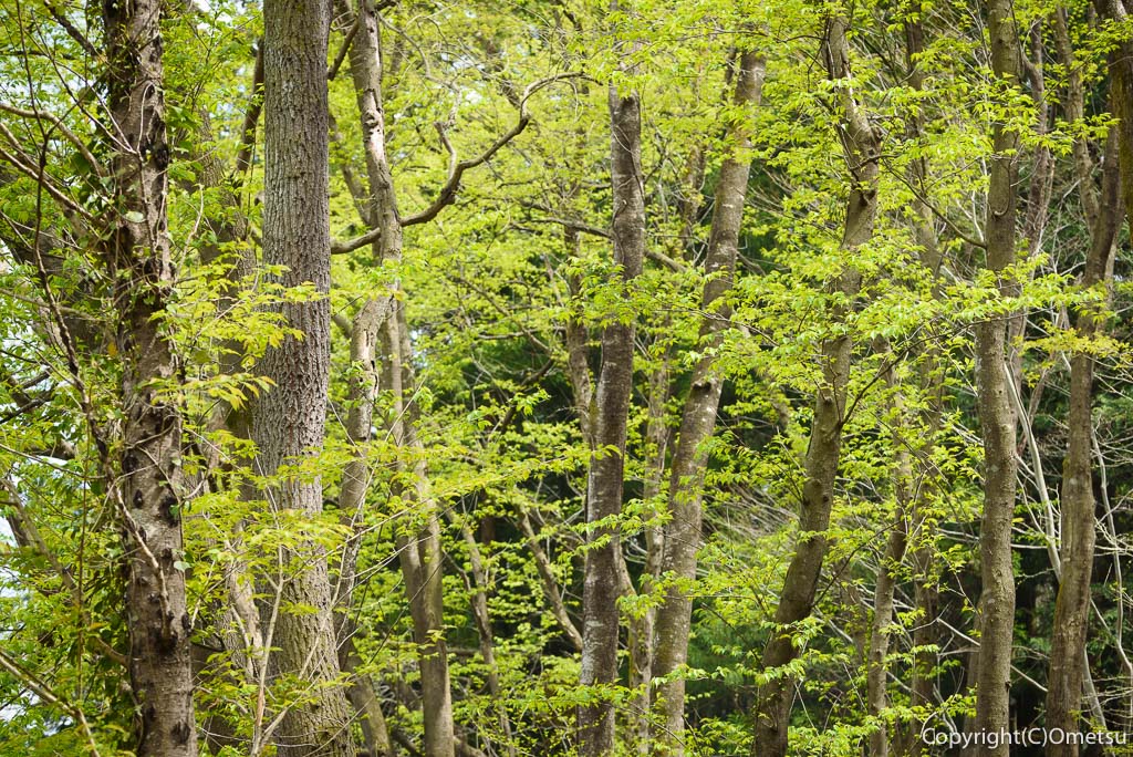 青梅市・成木の、内沼きのこ園の、雑木林