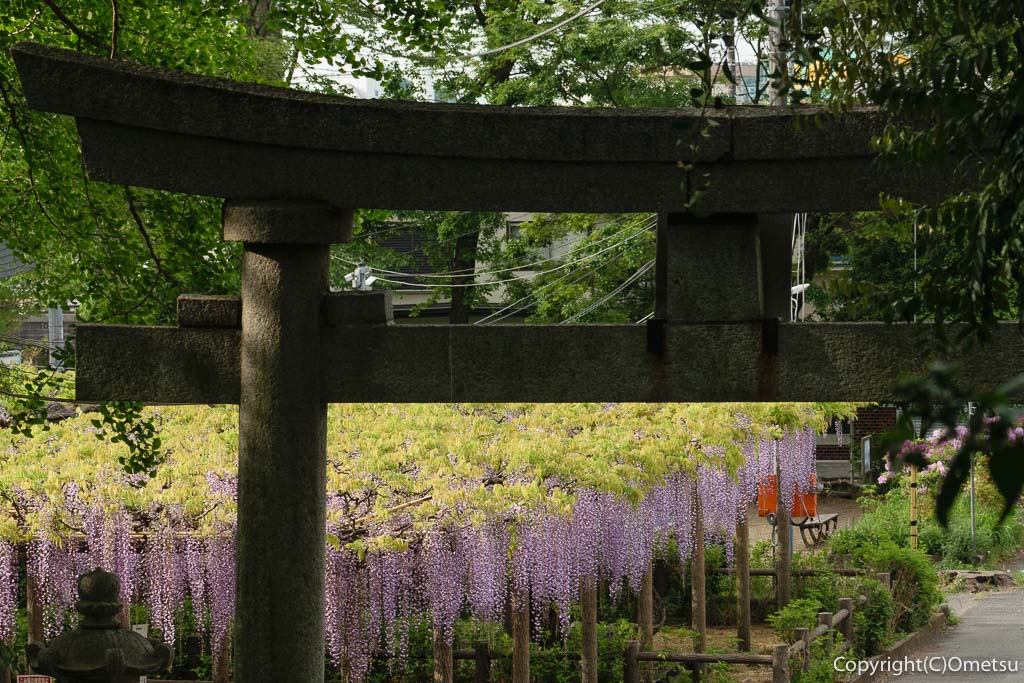 昭島市・拝島日吉神社の鳥居と、藤