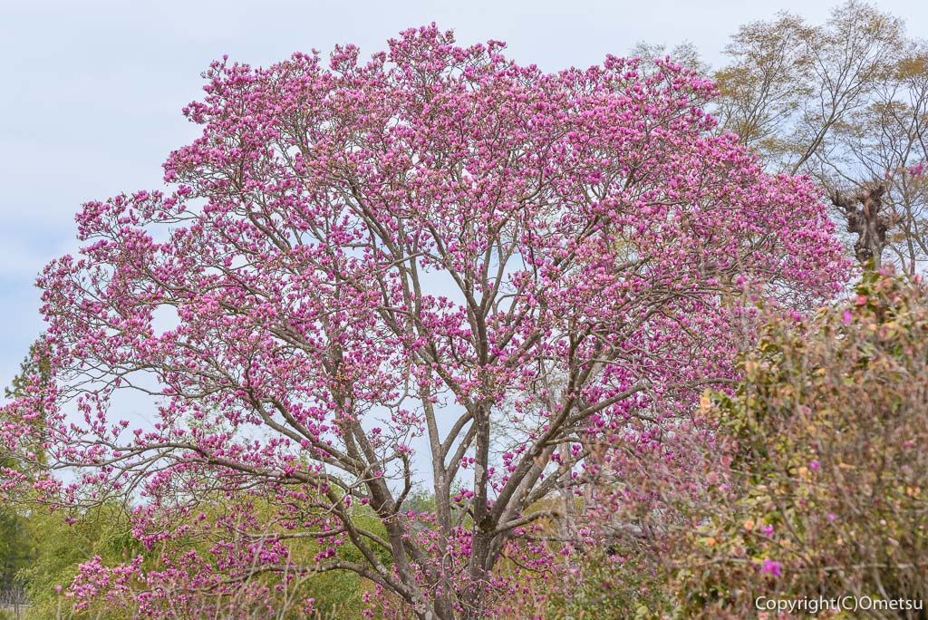 青梅市・成木の、モクレン