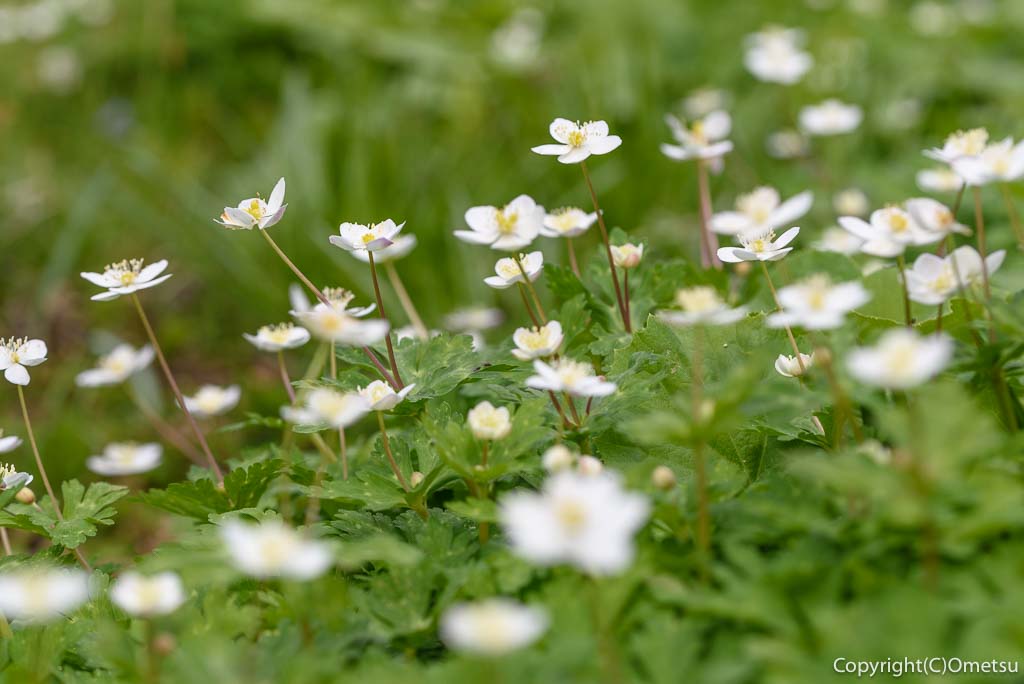青梅市・成木の、ニリンソウ