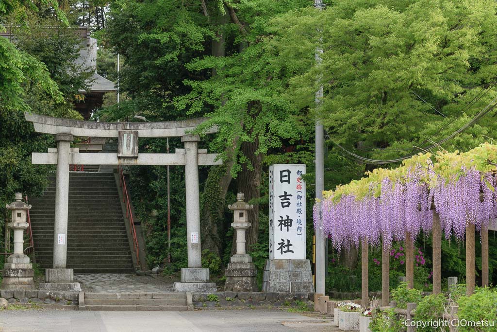 昭島市・拝島日吉神社の鳥居と、藤