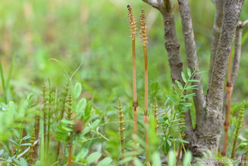 青梅市・成木の、土筆