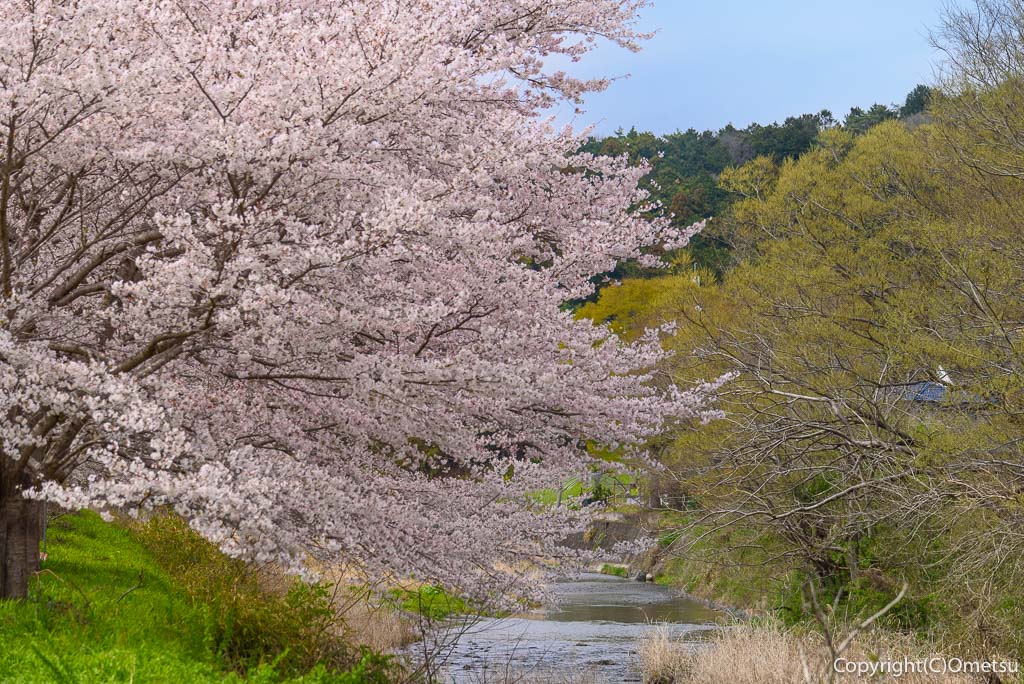 青梅市・成木川沿いの桜