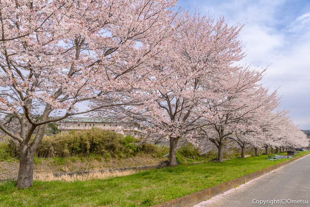 青梅市・成木川沿いの桜並木