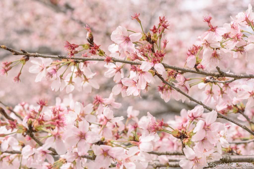 青梅市・成木の桜