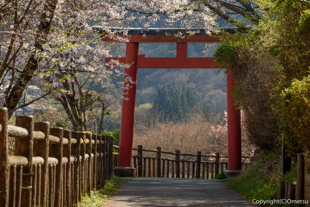 東京都・青梅市、武蔵御嶽神社の参道の鳥居と桜