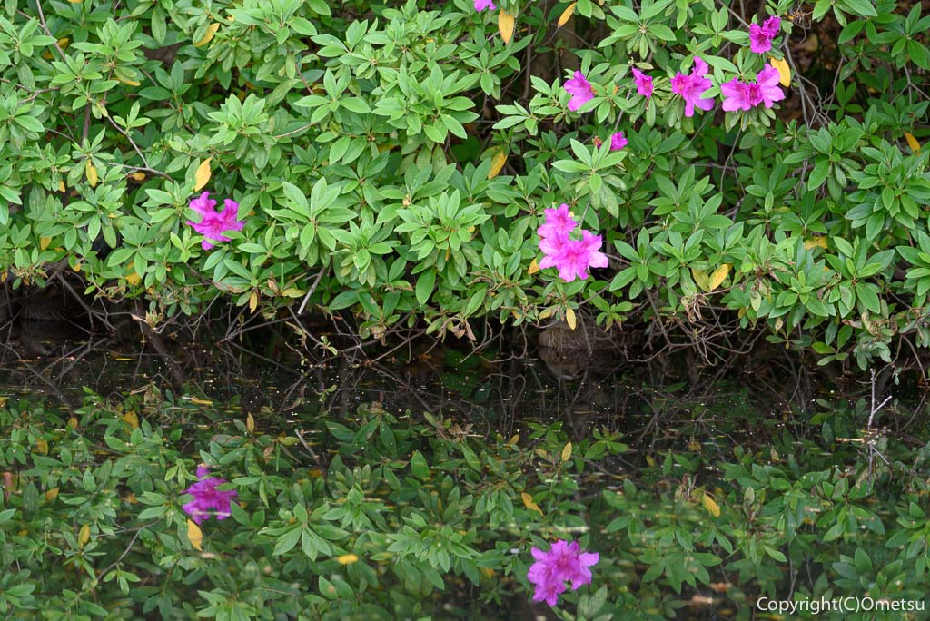 昭島市・拝島公園の、湧き水の池のツツジ
