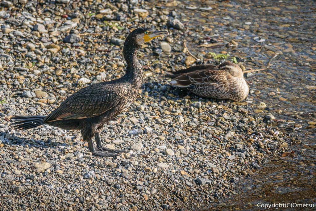 青梅市・成木川のカワウとカモ