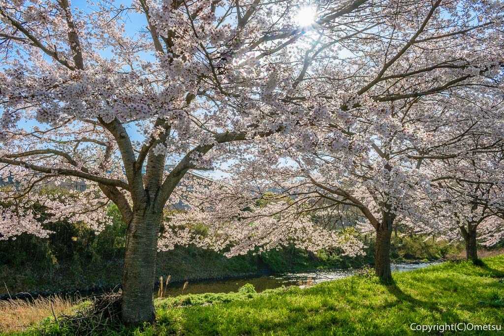 青梅市・成木川沿いの桜