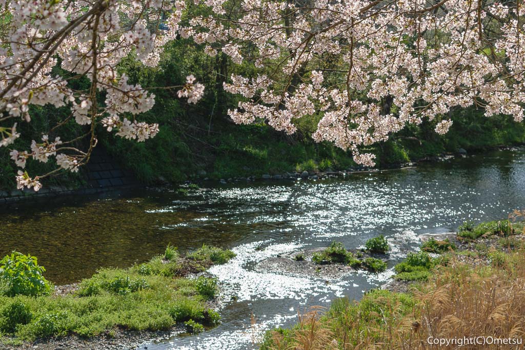 青梅市・成木川沿いの桜