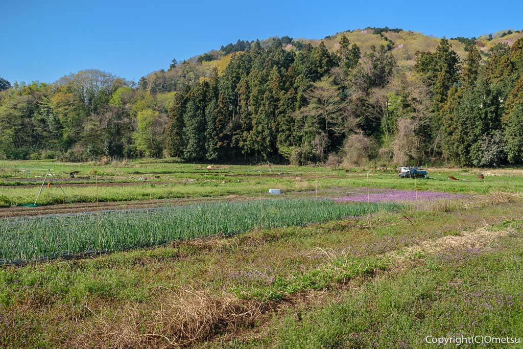 青梅市・成木の畑の里山