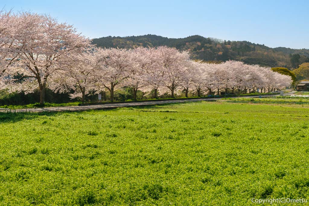 青梅市・成木川沿いの桜並木