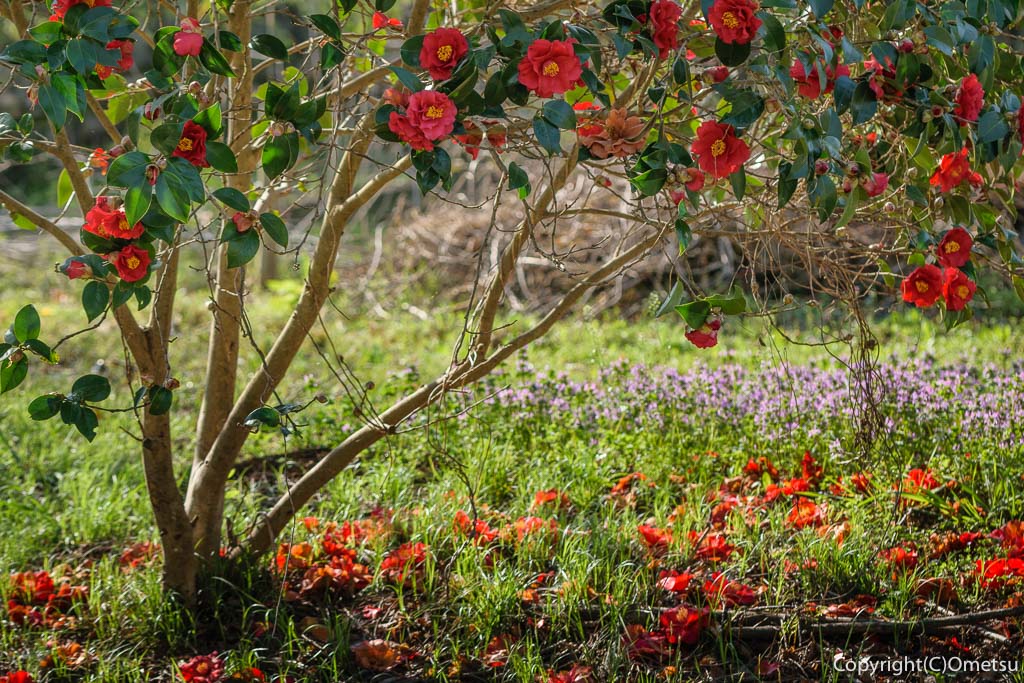 青梅市・成木の椿