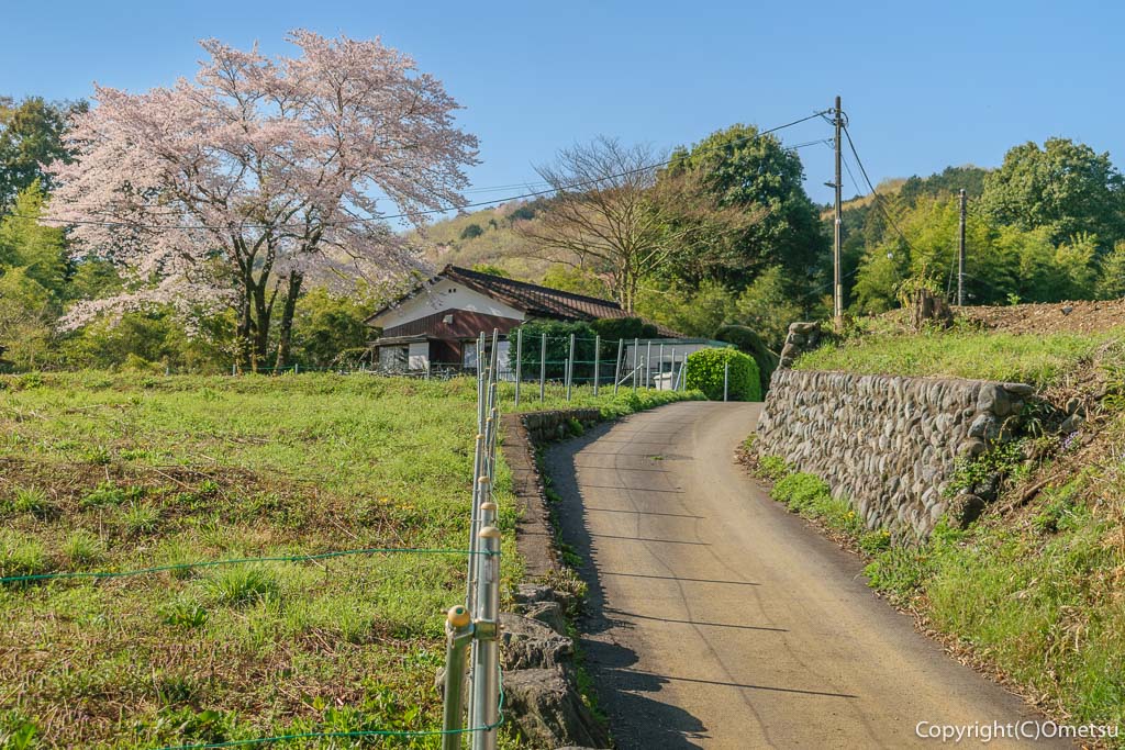 青梅市・成木の桜と民家