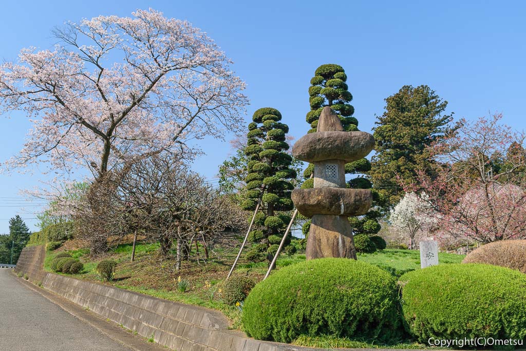青梅市・成木の、安楽寺・参道の桜