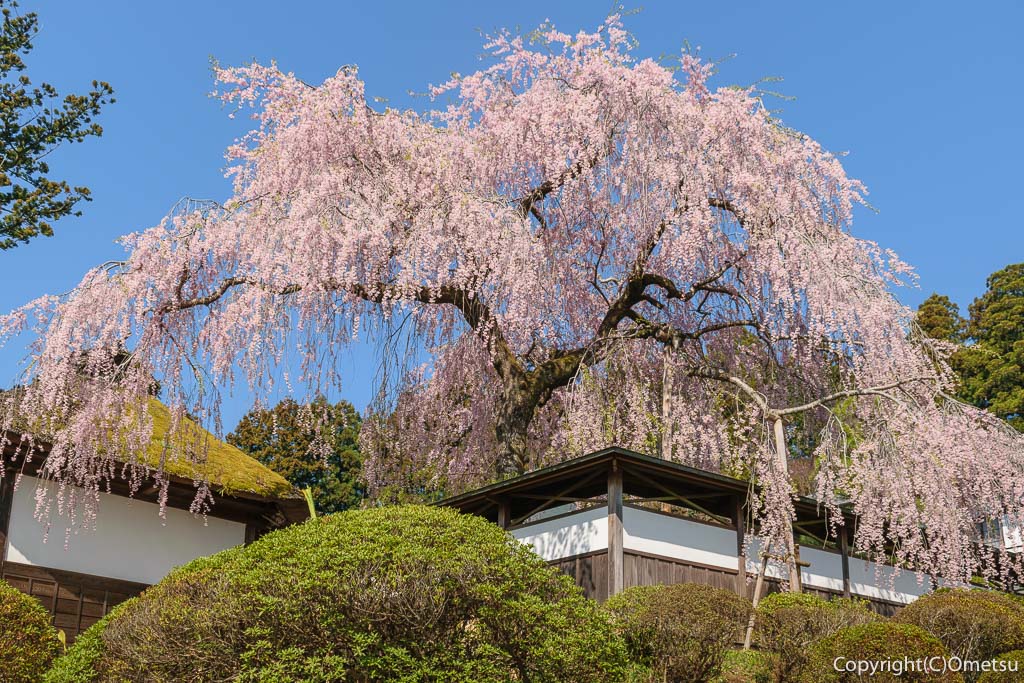 青梅市・成木の、安楽寺の、枝垂れ桜