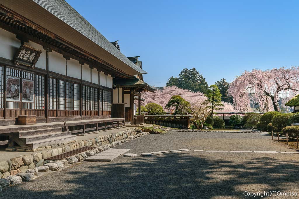 青梅市・成木の、安楽寺・境内の、枝垂れ桜