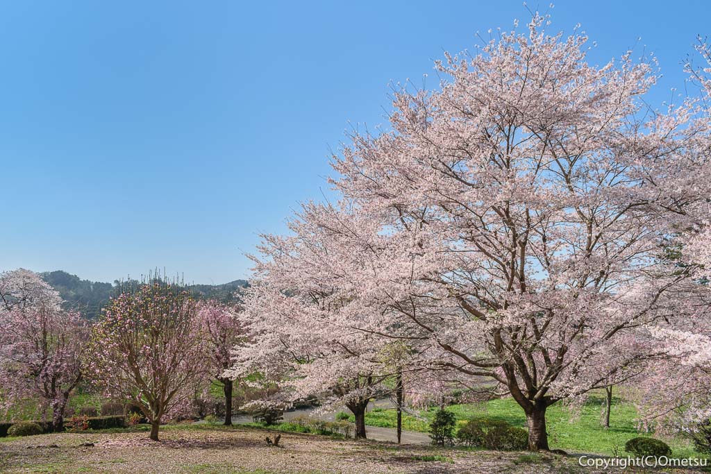 青梅市・成木の、安楽寺の、ソメイヨシノと、枝垂れ桜と、里山