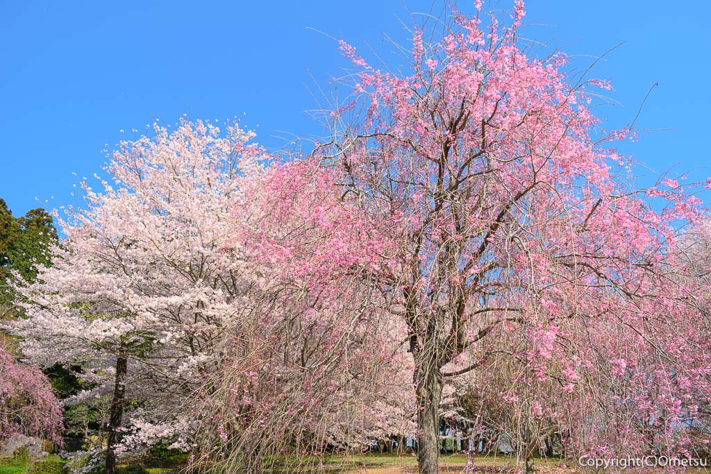 青梅市・成木の、安楽寺の、ソメイヨシノと、枝垂れ桜
