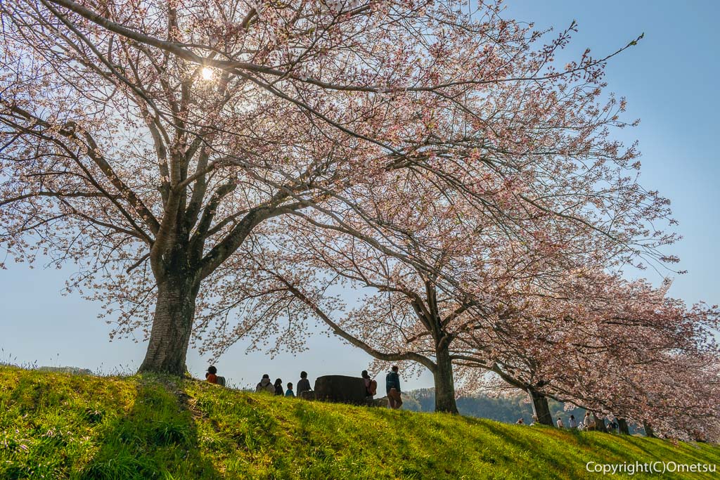 東京都・羽村市の、根がらみ前水田・チューリップ畑近くの、多摩川の桜並木