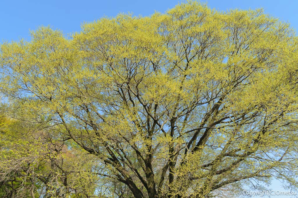 東京都・羽村市の、踊り子草公園のエノキの木