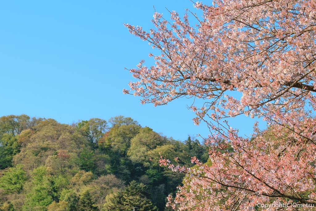 東京都・羽村市の、根がらみ前水田・チューリップ畑近くの、桜と、里山