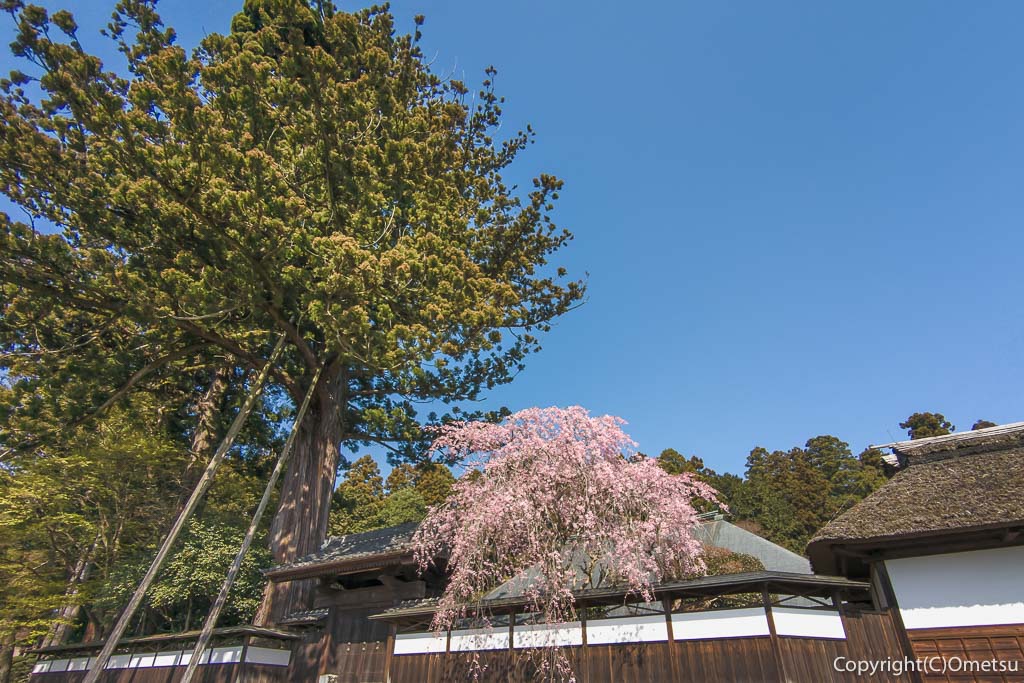 青梅市・成木の、安楽寺・大杉と枝垂れ桜