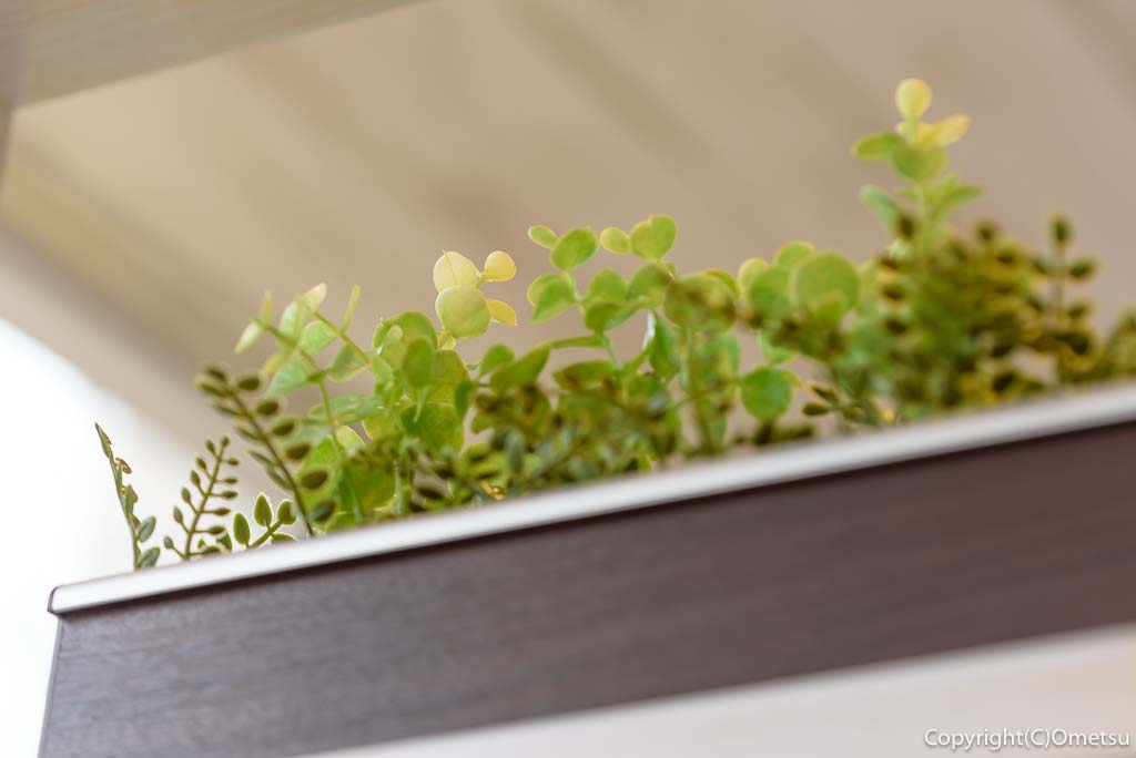 吉野家・16号線昭島緑町店の観葉植物